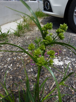 Cyperus rotundus