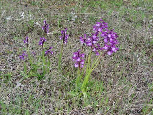 Anacamptis papilionacea - Vlinderorchis