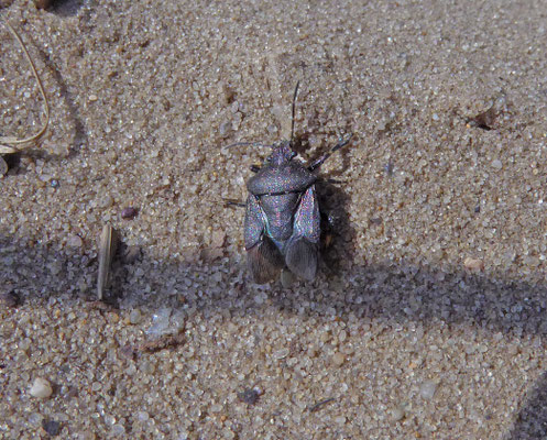Rhacognathus punctatus - Heideschildwants