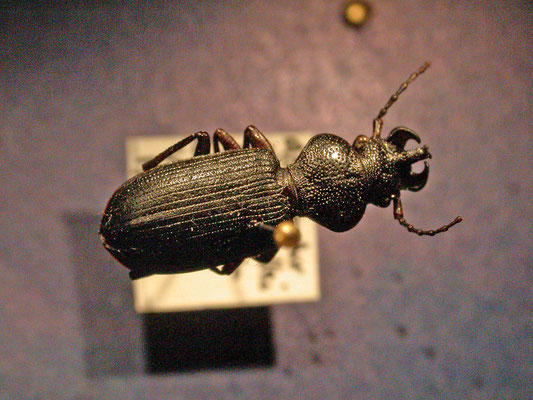 Ditomus calydonius