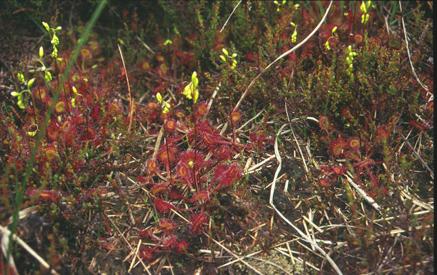 Drosera rotundifolia-  Ronde zonnedauw