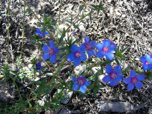 Anagallis monelli