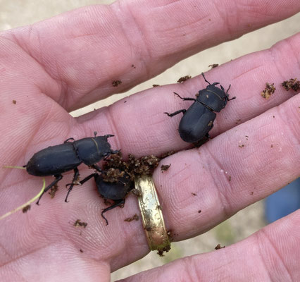 Dorcus parallelipipedus - Klein vliegend hert