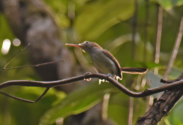 Long-billed Gnatwren