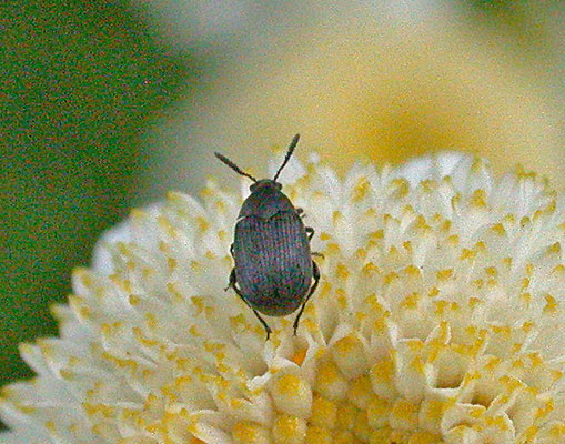 Bruchidius villosus - Bremzaadkever