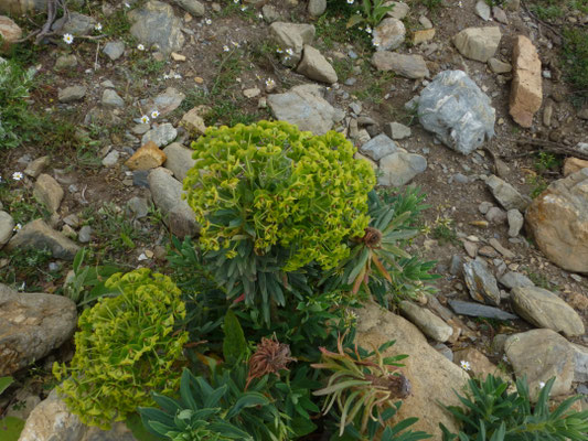 Euphorbia rigida