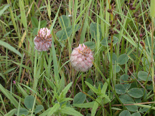 Trifolium fragiferum - Aardbeiklaver