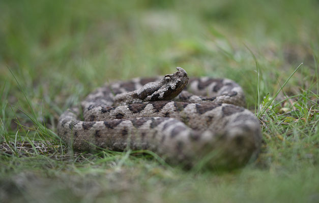 Zandadder