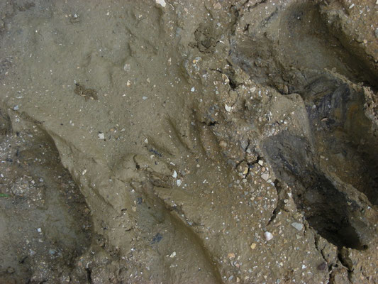 voetspoor capibara