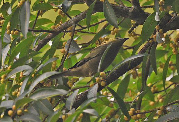 Palm Tanager