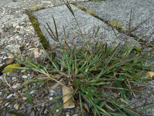 Digitaria sanguinalis - Harig vingergras