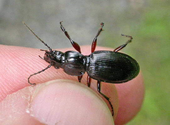 Pterostichus madidus - Rondhalszwartschild