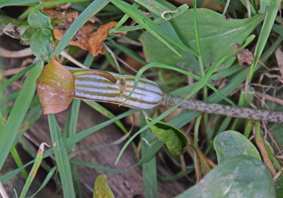 Arisarum vulgatum - Gekaperde kalfsvoet