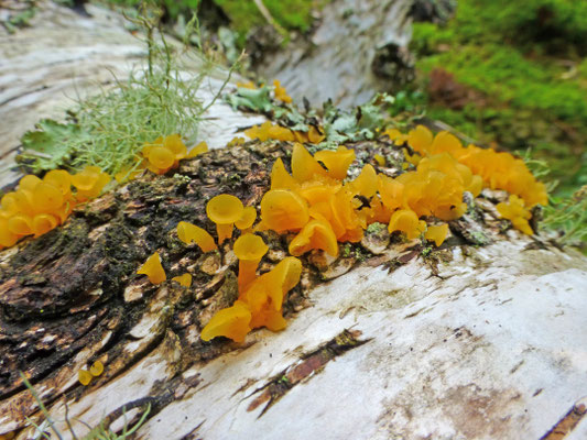 Guepiniopsis buccinia