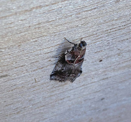 Acrobasis suavella - Roodstreepmutsjeslichtmot