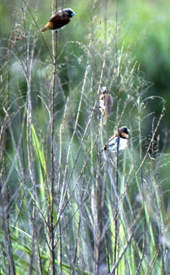 Chestnut-breasted Mannikin