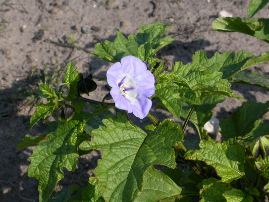 Nicandra physalodes - Zegekruid