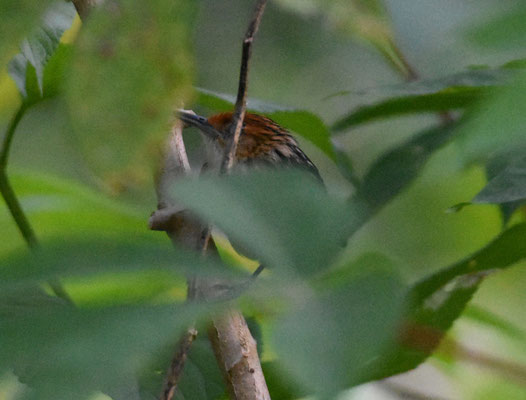 Guianan Streaked-Antwren, female