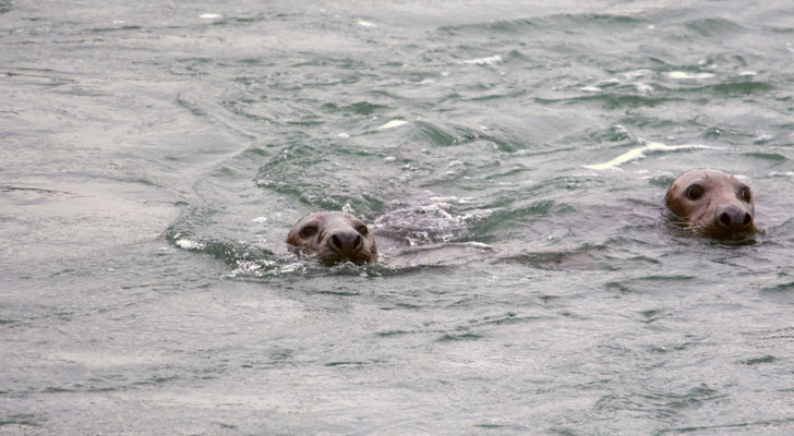 Grijze zeehond
