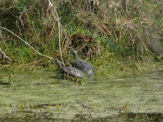 Mauremys rivularis (Balkanbeekschildpad)