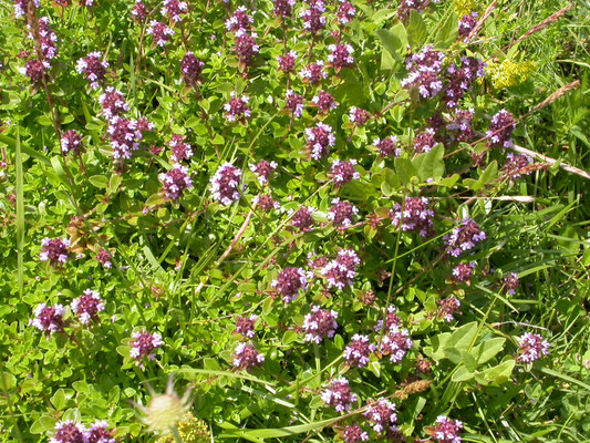 Thymus pulegioides - Grote tijm