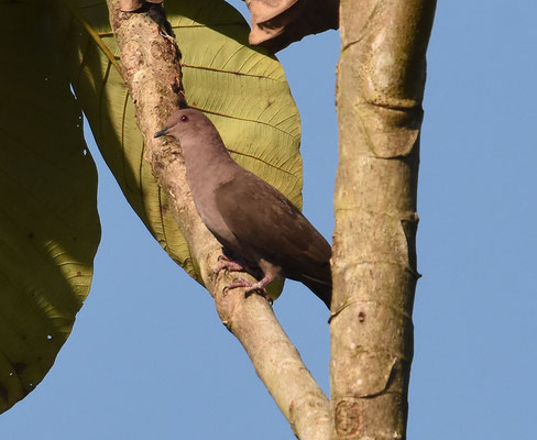 Ruddy Pigeon