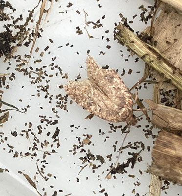 Agonopterix heracliana / ciliella - Gewone/Bonte kaartmot