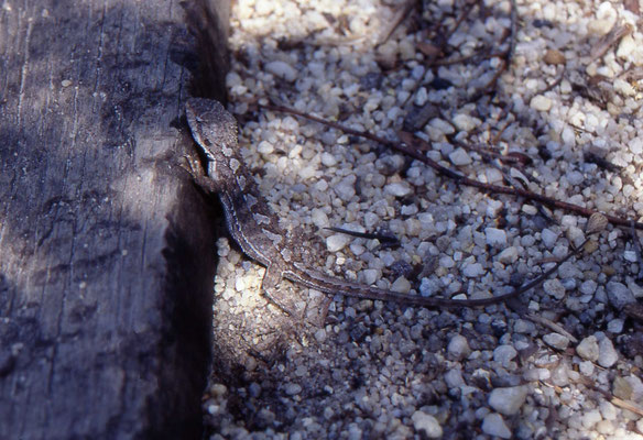 Rankinia diemensis - Mountain Dragon, female