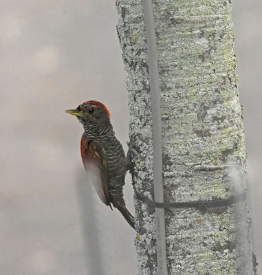 Blood-colored Woodpecker