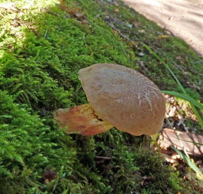 Xerocomellus chrysenteron - Roodsteelfluweelboleet