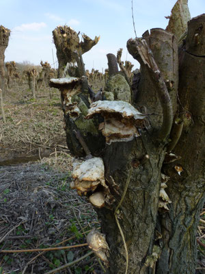 Trametes suaveolens - Anijskurkzwam