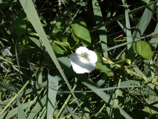 Convolvulus sepium - Haagwinde