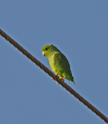 Green-rumped Parrotlet