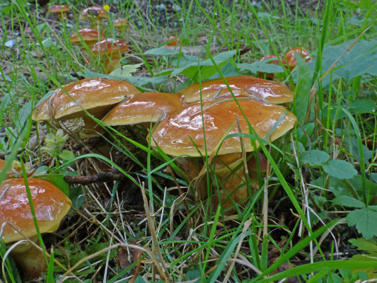 Suillus grevillei - Gele ringboleet