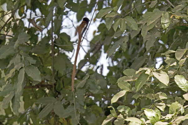 Terpsiphone viridis - African Paradise-Flycatcher