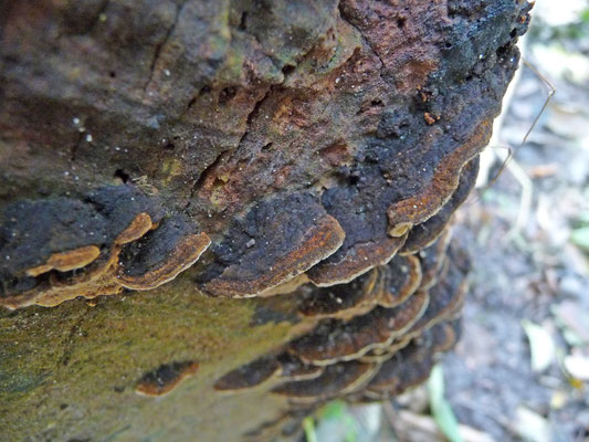 Phellinus conchatus - Bruinzwarte vuurzwam