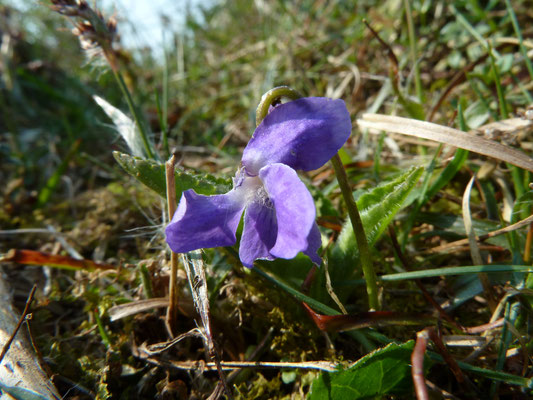 Viola hirta - Ruig viooltje