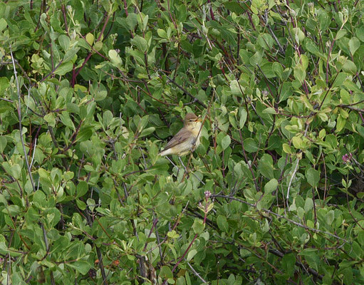Orpheusspotvogel