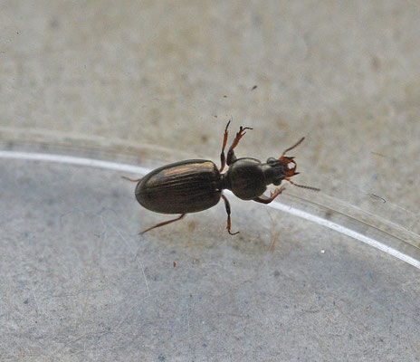 Dyschirius thoraricus - Zandgravertje