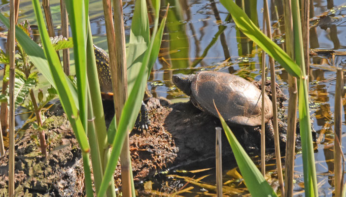Europese Moerasschildpad
