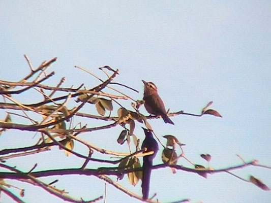 Coracias noevia - Rufous-crowned Roller