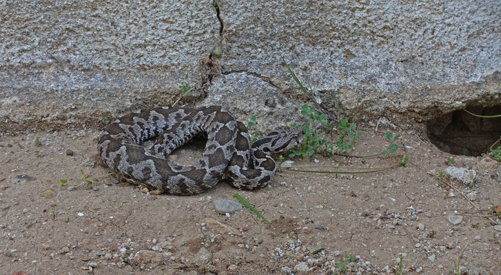 Ottomaanse Adder