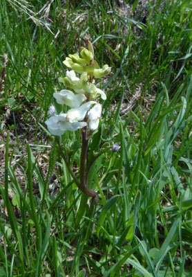 Holwortel - Corydalis bulbosus/cava
