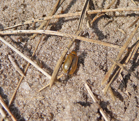 Lochmaea suturalis - Heidehaantje