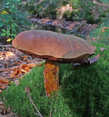 Neoboletus erythropus - Gewone heksenboleet