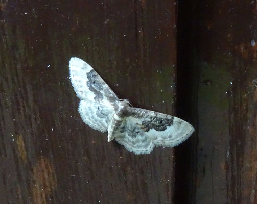 Idaea rusticata - Schaduwstipspanner