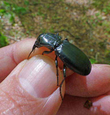 Percus species (Corsica)