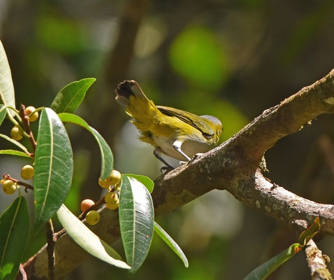 Golden-bellied Euphonia, female