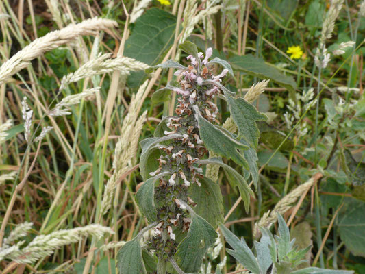 Leonurus cardiaca - Hartgespan