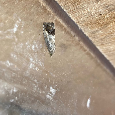 Cydia splendana - Gewone spiegelmot